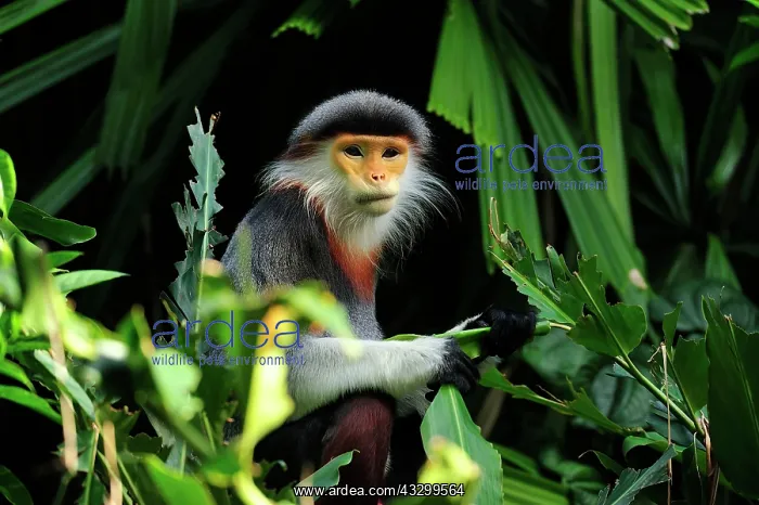 : Red-shanked Douc Langur - controlled conditions : Red-shanked Douc Langur - controlled conditions