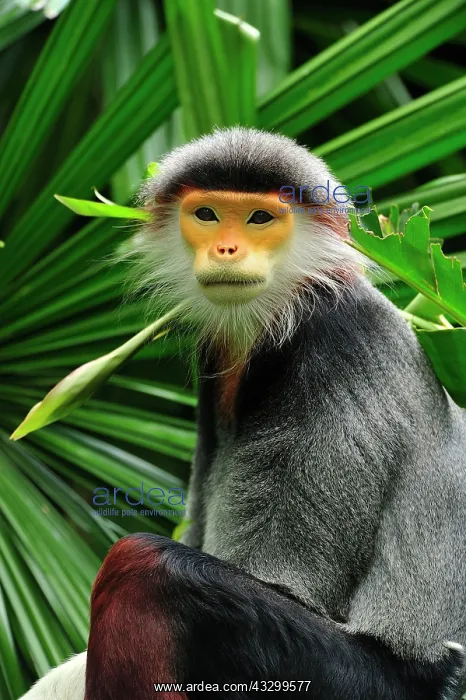 : Red-shanked Douc Langur - controlled conditions : Red-shanked Douc Langur - controlled conditions