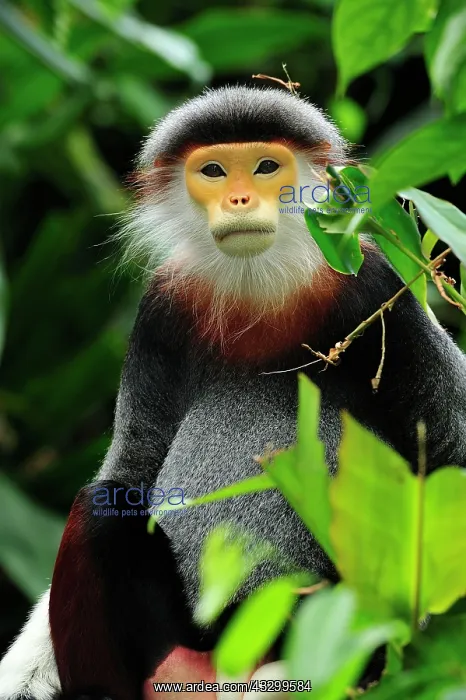 : Red-shanked Douc Langur - controlled conditions : Red-shanked Douc Langur - controlled conditions