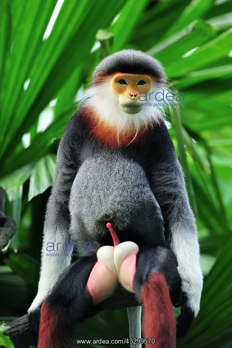 : Red-shanked Douc Langur - male - controlled conditions : Red-shanked Douc Langur - male - controlled conditions