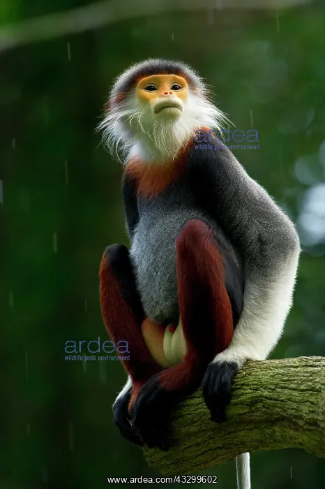 : Red-shanked Douc Langur - male - in the rain - controlled : Red-shanked Douc Langur - male - in the rain - controlled