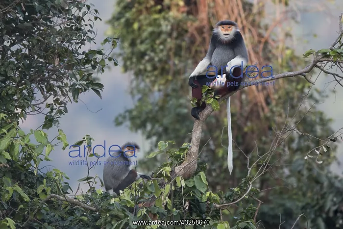 : Red-shanked Douc langur (Pygathrix nemaeus) adult : Red-shanked Douc langur (Pygathrix nemaeus) adult