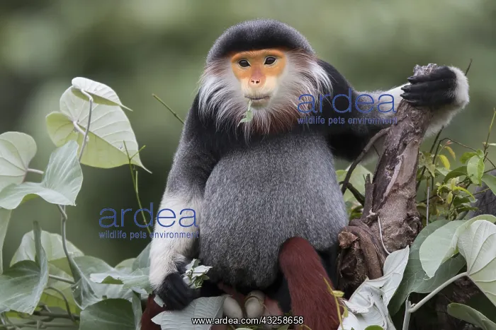 : Red-shanked Douc langur (Pygathrix nemaeus) male : Red-shanked Douc langur (Pygathrix nemaeus) male