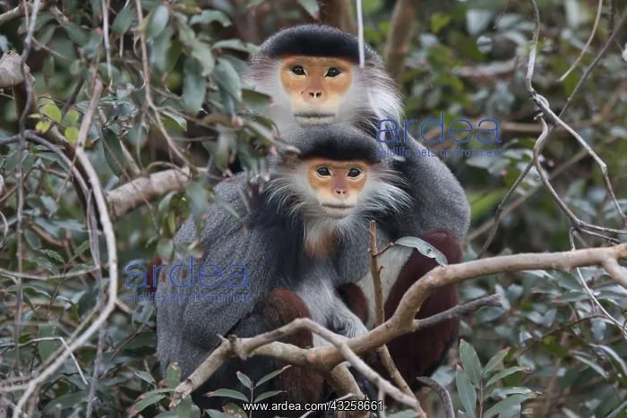: Red-shanked Douc langur (Pygathrix nemaeus) male : Red-shanked Douc langur (Pygathrix nemaeus) male