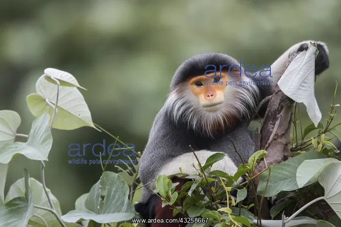 : Red-shanked Douc langur (Pygathrix nemaeus) male : Red-shanked Douc langur (Pygathrix nemaeus) male