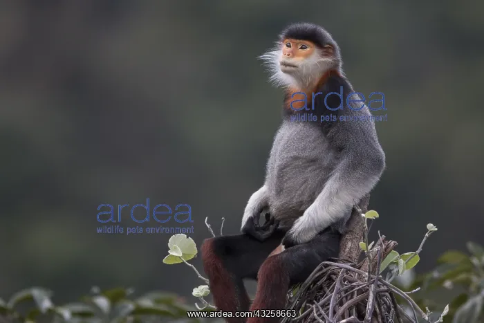  : Red-shanked Douc langur (Pygathrix nemaeus) Subadult