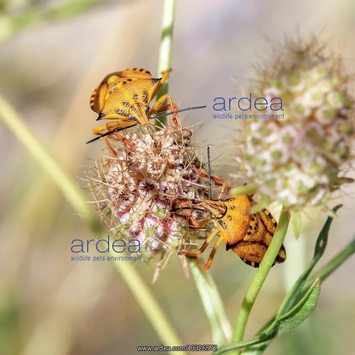 : Red shield bugs (Carpocoris mediterraneus atlant : Red shield bugs (Carpocoris mediterraneus atlant
