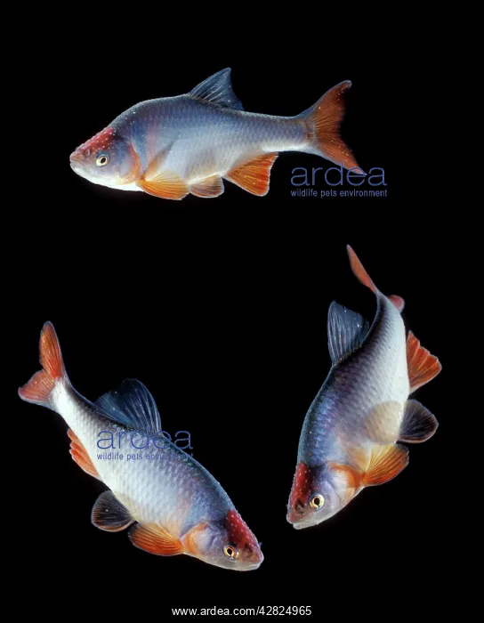 : Red SHINER Fish - 3 in circle : Red SHINER Fish - 3 in circle