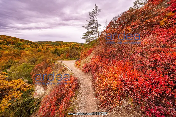 : Red shining wig bushes (Cotinus) on the calcareous : Red shining wig bushes (Cotinus) on the calcareous