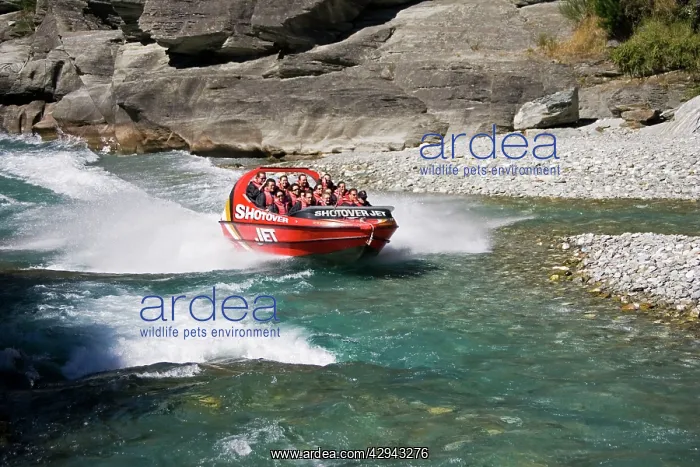 : Red Shotover jet boat skimming through Shotover : Red Shotover jet boat skimming through Shotover