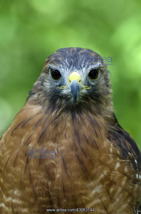 : Red-Shoulder Hawk : Red-Shoulder Hawk