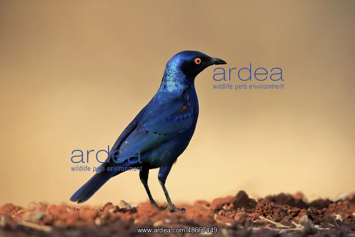 : Red-shouldered Glossy Starling (Lamprotornis nitens), adult : Red-shouldered Glossy Starling (Lamprotornis nitens), adult