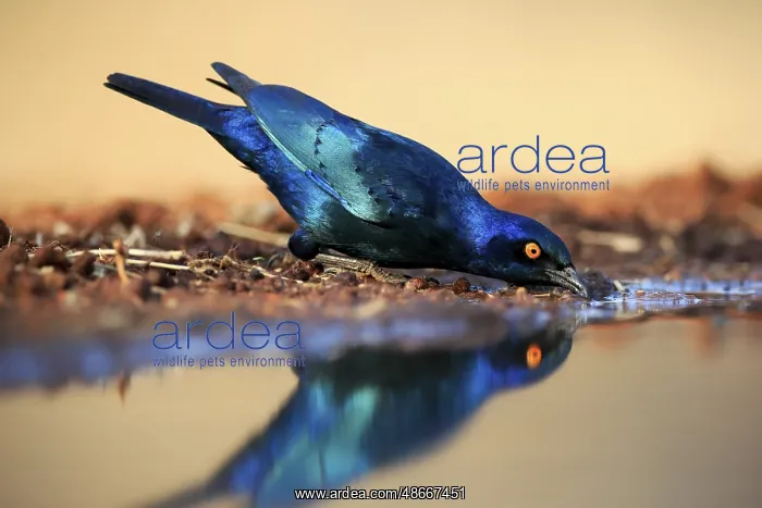 : Red-shouldered Glossy Starling (Lamprotornis nitens), adult : Red-shouldered Glossy Starling (Lamprotornis nitens), adult