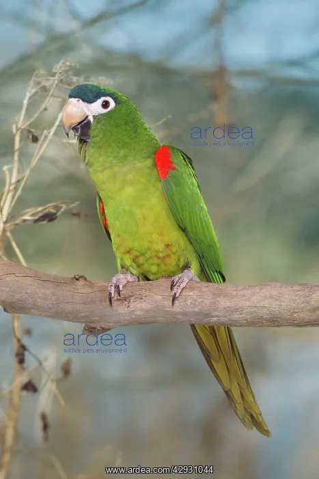 : Red-shouldered / HahnIs Macaw : Red-shouldered / HahnIs Macaw
