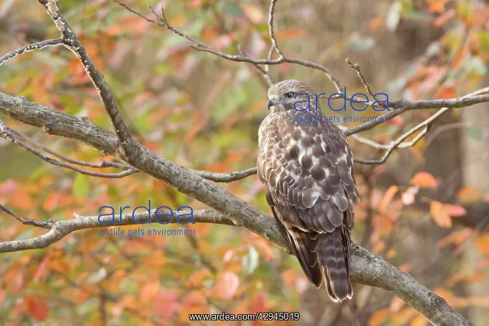 : Red-shouldered Hawk : Red-shouldered Hawk
