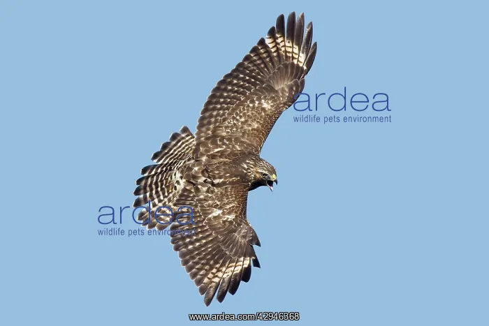 : Red-shouldered Hawk : Red-shouldered Hawk