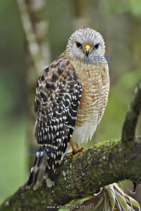 : Red-shouldered Hawk : Red-shouldered Hawk
