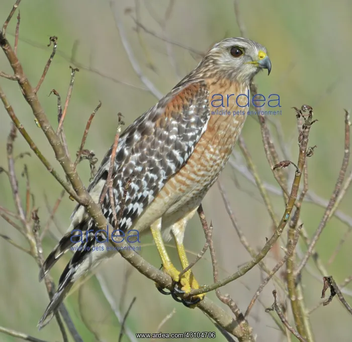 : Red-shouldered Hawk : Red-shouldered Hawk