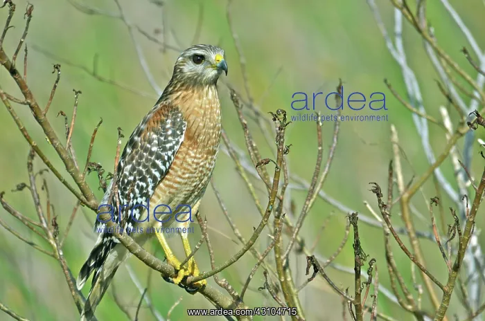 : Red-shouldered Hawk : Red-shouldered Hawk