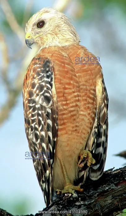 : Red Shouldered Hawk : Red Shouldered Hawk