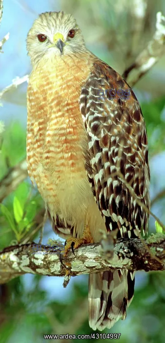: Red Shouldered Hawk : Red Shouldered Hawk