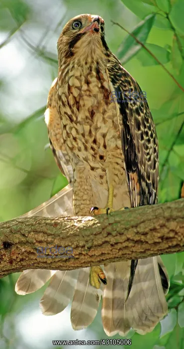 : Red Shouldered Hawk : Red Shouldered Hawk