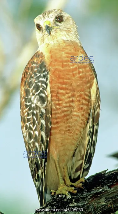 : Red Shouldered Hawk : Red Shouldered Hawk