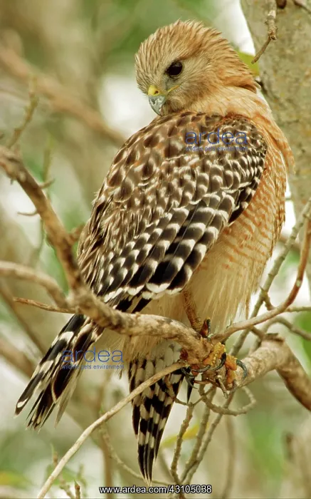 : Red Shouldered Hawk : Red Shouldered Hawk