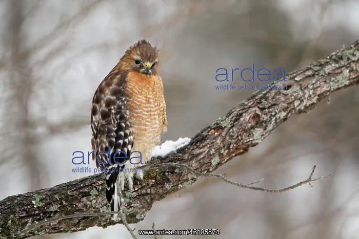 : Red-shouldered Hawk : Red-shouldered Hawk