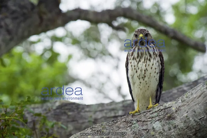  : Red-shouldered Hawk