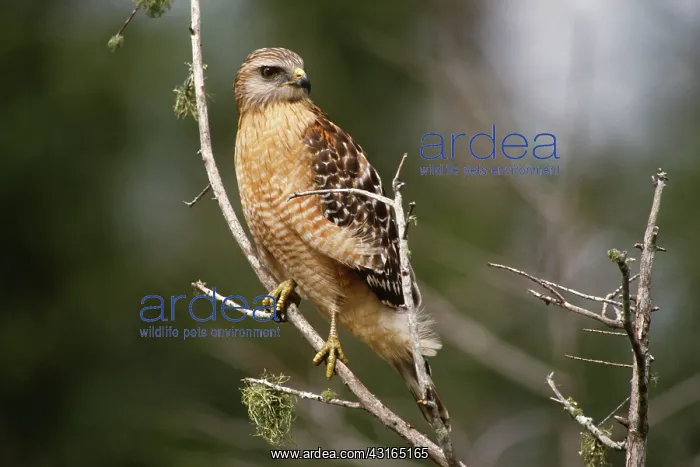 : Red-Shouldered Hawk : Red-Shouldered Hawk