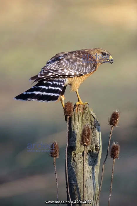 : Red-shouldered Hawk - adult : Red-shouldered Hawk - adult