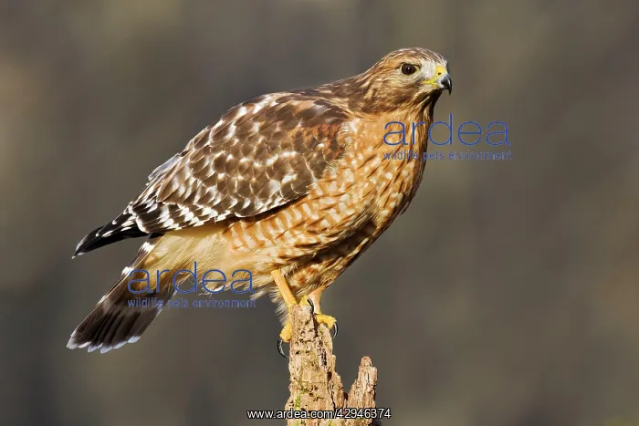 : Red-shouldered Hawk - adult : Red-shouldered Hawk - adult