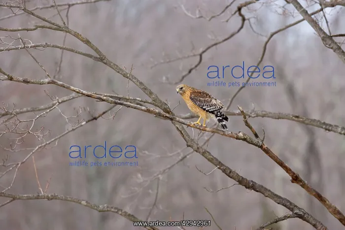 : Red-shouldered Hawk - adult bird : Red-shouldered Hawk - adult bird