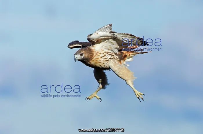: Red-shouldered Hawk - adult bird in flight during : Red-shouldered Hawk - adult bird in flight during