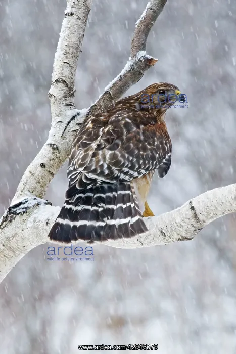 : Red-shouldered Hawk - Adult bird in snowstorm : Red-shouldered Hawk - Adult bird in snowstorm