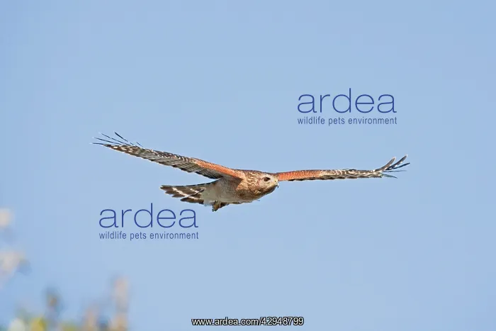 : Red-shouldered Hawk - Adult bird with typical paler : Red-shouldered Hawk - Adult bird with typical paler