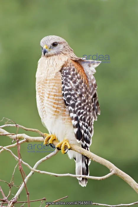 : Red-shouldered Hawk - Adult bird with typical paler : Red-shouldered Hawk - Adult bird with typical paler