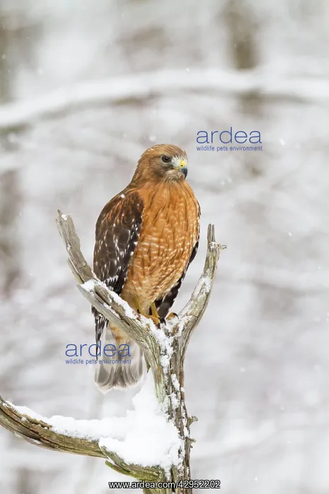 : Red-shouldered Hawk - adult female in snow : Red-shouldered Hawk - adult female in snow