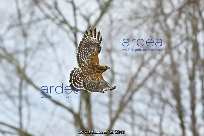: Red-shouldered Hawk - adult in flight : Red-shouldered Hawk - adult in flight