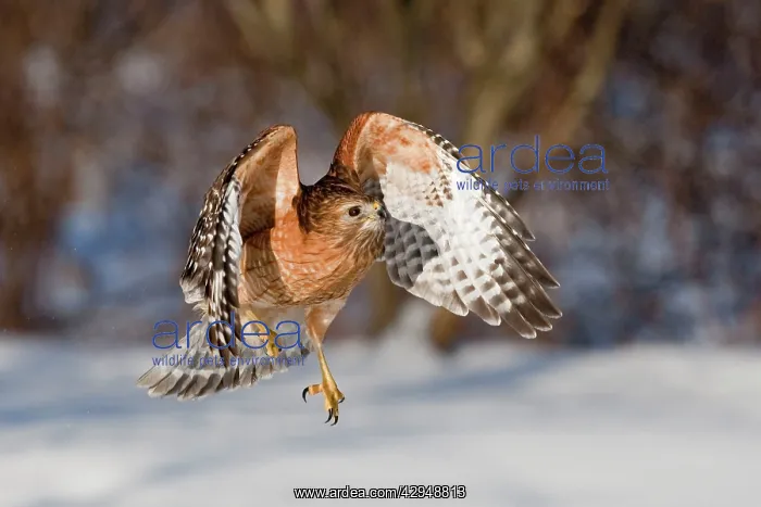 : Red-shouldered Hawk - adult in flight
