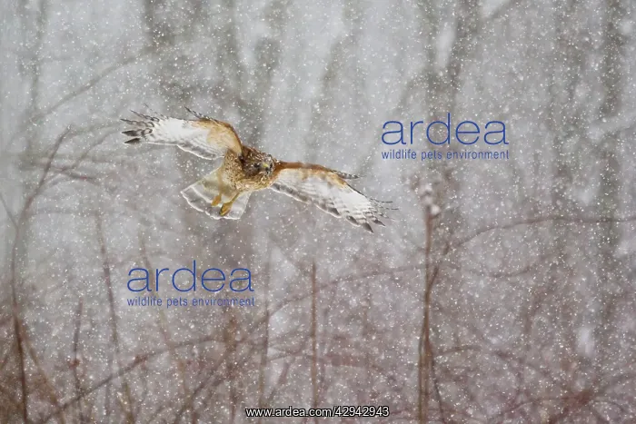 : Red-shouldered Hawk - adult in flight during snow storm : Red-shouldered Hawk - adult in flight during snow storm