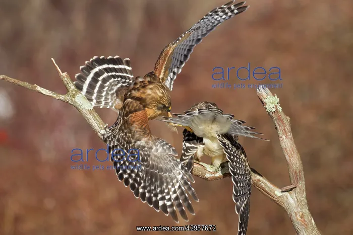 : Red-shouldered Hawk - adult male and female : Red-shouldered Hawk - adult male and female