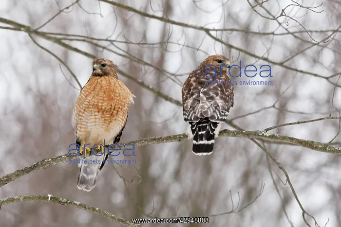 : Red-shouldered Hawk - adult pair in tree : Red-shouldered Hawk - adult pair in tree