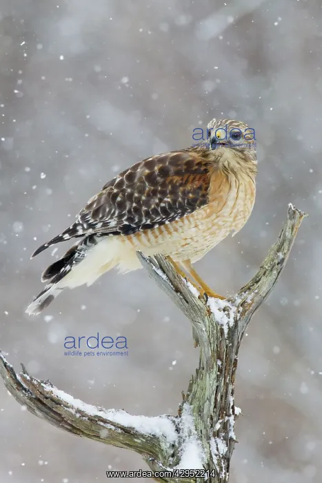  : Red-shouldered Hawk - adult pale male in snow