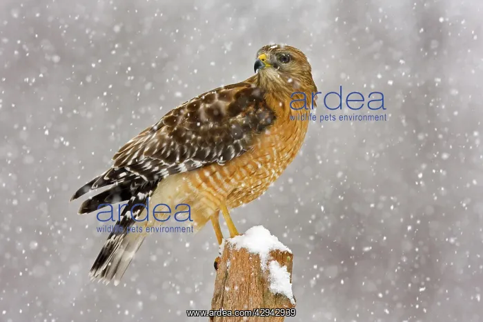 : Red-shouldered Hawk - adult in snow storm : Red-shouldered Hawk - adult in snow storm