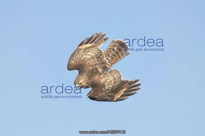 : Red-shouldered Hawk - Buteo lineatUS - A common : Red-shouldered Hawk - Buteo lineatUS - A common