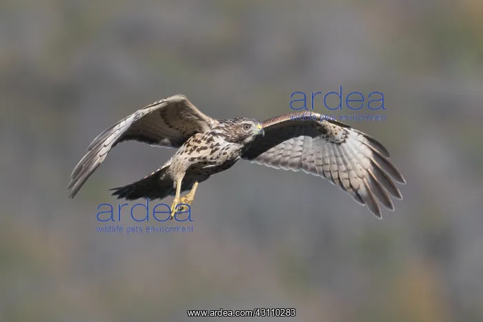  : Red-shouldered Hawk - Buteo lineatUS - Immature