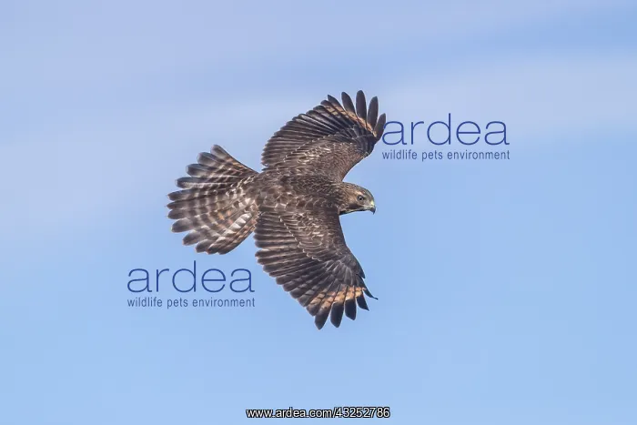 : Red-shouldered Hawk - Buteo lineatUS - Immature : Red-shouldered Hawk - Buteo lineatUS - Immature