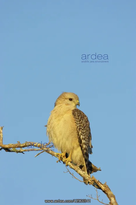 : Red Shouldered Hawk - Ding Darling : Red Shouldered Hawk - Ding Darling